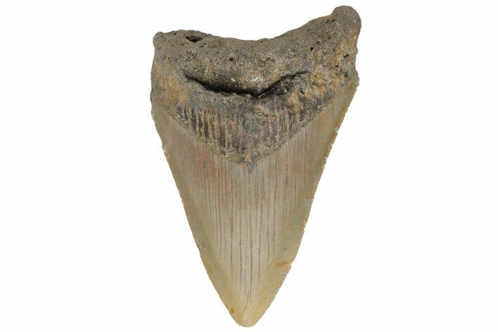 Fossil Megalodon Tooth - North Carolina #219354